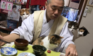 流浪猫被寺院收养后，住持变猫奴，天天被猫咪包围