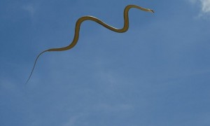 天堂树蛇可以家养吗
