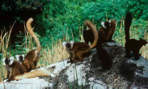 黑美狐猴是保护动物吗