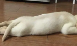 为什么幼犬喜欢睡地板