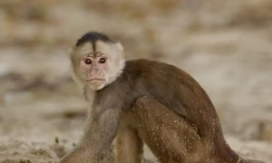 白额卷尾猴是国家一级保护动物吗