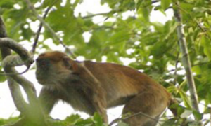 橄榄绿疣猴活多久