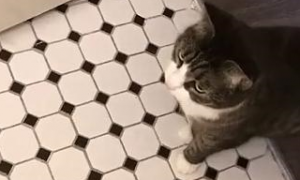 网友家的猫咪超级喜欢玩水，后来居然连马桶都不放过……