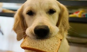狗狗能吃面包吗