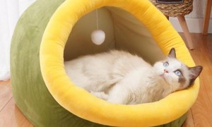怎样让猫睡猫窝