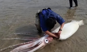 男子潜水遇3米巨型鱿鱼，可巨鱿已泛白蜕皮
