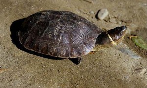 粗颈龟可以深水养吗