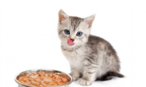 猫咪可以吃熟的玉米粒吗