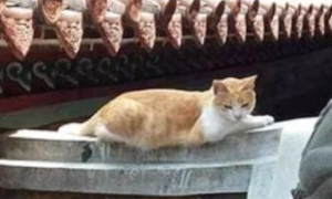 橘猫每日跑到寺庙，本以为它是诚心拜佛，结果却在房顶睡大觉！