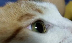 猫眼球上有白色的浑浊物怎么办