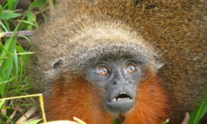 卡奎塔红须伶猴可以做宠物吗