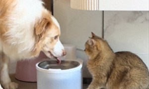 狗看猫不敢喝水，以为是自己吓到它