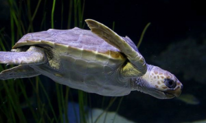 绿海龟能活多少年