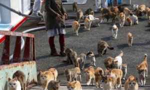 “猫岛”住9人养210只猫，岛民申请对猫咪集体绝育