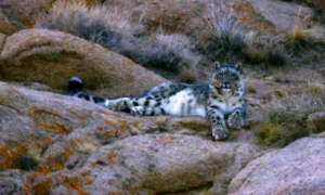 祁连山出现一只雪豹，白天躲到岩洞中睡觉，从12点睡到太阳落山