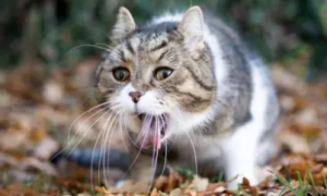 猫吐食物是什么原因