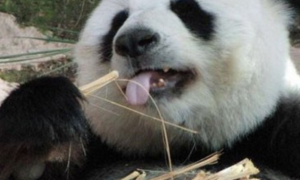 泰国“熊猫”不受宠，食物难以下咽磨坏牙齿，粉丝：不要养了