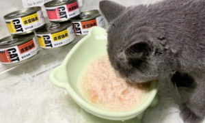 猫咪一个月吃多少罐头