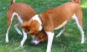 贝生吉犬的外貌特征性格