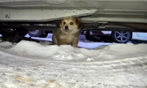 零下30度，缩在车底取暖的流浪狗，获救后它可爱得像个天使