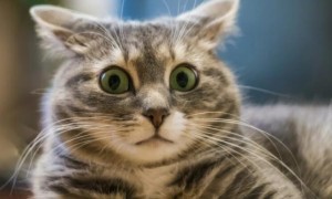 猫咪被吓尿是极度害怕吗为什么