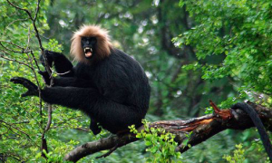 印度乌叶猴是保护动物吗
