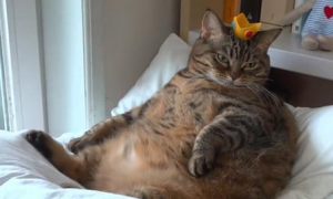 猫咪绝育后一年体重翻了一倍，只因为主人误信，绝育后要给猫加餐