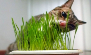 猫几个月的时候可以吃猫草