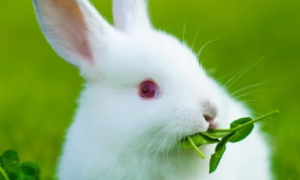 小白兔到底能不能喝水
