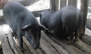 茂拉罗马纳拉猪最大能养多少斤