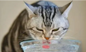 如何诱导猫咪多喝水