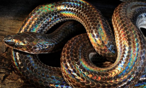 海南闪鳞蛇是保护动物吗