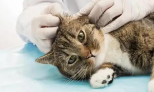 去宠物医院给猫咪治疗耳螨多少钱