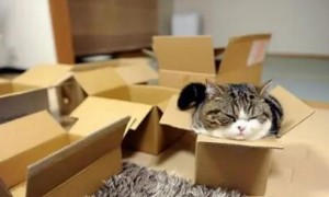 怎么用纸盒做猫窝