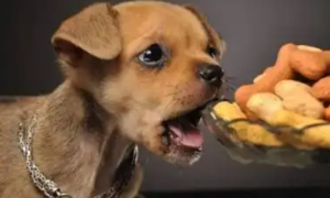狗可以吃核桃吗