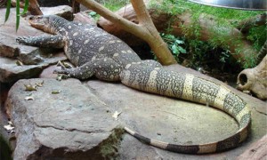 尼罗河巨蜥一般吃什么