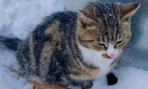 小猫雪天被冻僵女子用吹风机救活