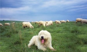波兰低地牧羊犬拉稀应该怎么做