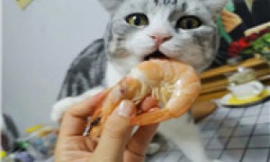 猫咪吃虾为什么会吐出来