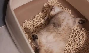 1升猫砂等于多少斤