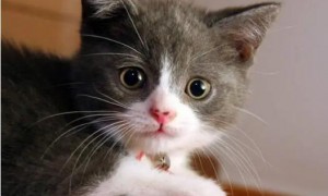 小猫眼睛睁不开有分泌物怎么办