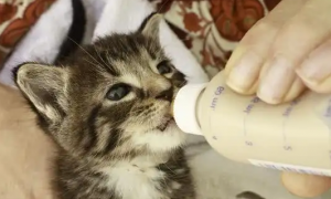 刚出生小猫可以喝羊奶粉吗