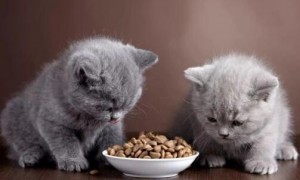 猫咪在猫粮面前刨地是因为什么原因