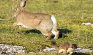 兔子的尾巴有多长