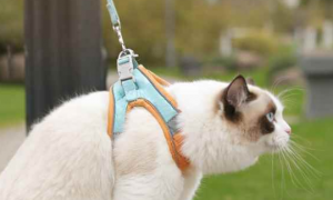 猫咪牵引绳怎么拴