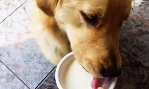 狗可以喝什么酸奶