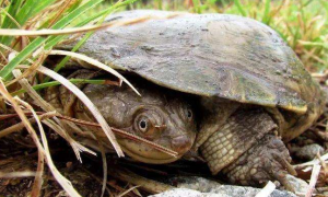 沼泽侧颈龟寿命多少年