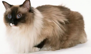 宠物猫、水貂……动物传播新冠病毒的风险有几分？