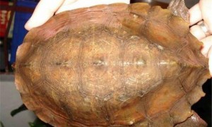 马来果龟雌雄如何辨别