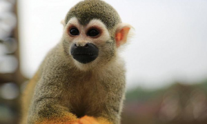 赤背松鼠猴是保护动物吗